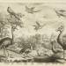 Japan Peacock; Crane; Toucan; Parrat; Teale; Gambo Goose; Mallard; Pellican of India; B: of Paradice